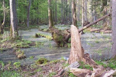 Pierwszy taki festiwal. Cały tydzień z Puszczą Białowieską