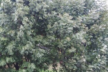 Tydzień na półmetku. Będzie pochmurnie z przelotnymi opadami deszczu