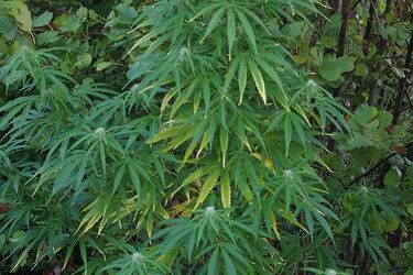 "Przedsiębiorczy" 23-latek. Jednak ten "biznes" mu nie wypalił