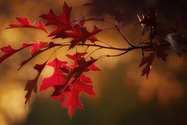 Pochmurny poniedziałek z niskim ciśnieniem 