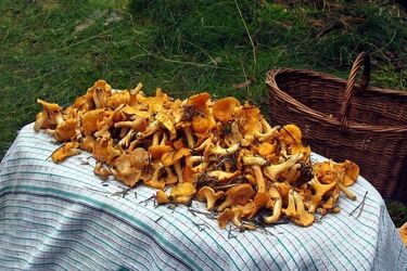 Policja apeluje do grzybiarzy o... zachowanie rozwagi i nie gubienie się w lesie