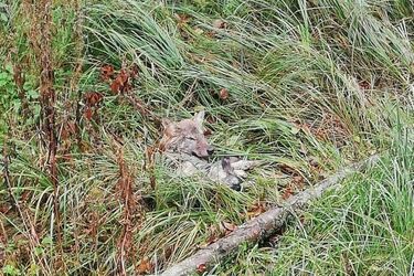 Na ratunek wilkowi. Zwierzę prawdopodobnie potrącił samochód 