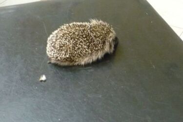 Na ratunek zwierzętom. Każdy może pomóc