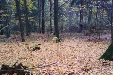 Za oknami piękna, złota jesień