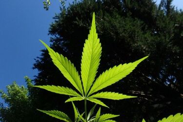 Lider produktów z CBD z Podlasia