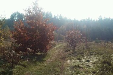 Nowy tydzień rozpocznie się słonecznie 