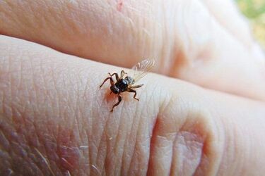 Jesienne spacery to przyjemność. Humor mogą popsuć jednak pewne "przyjemniaczki"