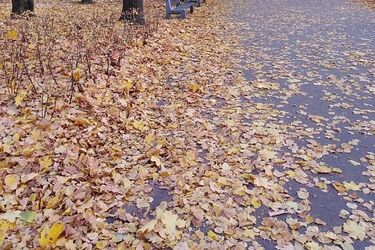 Co z tymi liśćmi? Skończmy z nimi dobrze, by nie zanieczyszczać powietrza