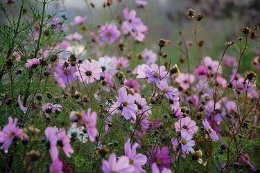 Latem cieszyły oczy. Jesienią stały się "naturalną stołówką"