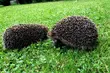 Łomża zadbała o jeże. Przygotowała dla nich domki na zimę
