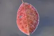 Temperatura spadnie do zera. Szykują się przymrozki