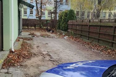 Ten gość wstrzymał ruch! Młody łoś narobił zamieszania