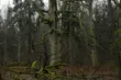 Puszcza Białowieska jak Wielki Kanion. Znalazła się w prestiżowym zestawieniu
