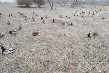 Pogoda na 12 grudnia. Śladów zimy wciąż brak