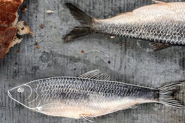 Ambasada Śledzia w Białymstoku. Będzie też degustacja