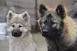 Wolontariusze poszukiwani. Schronisko nie próżnuje
