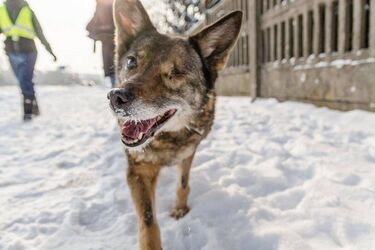 Przygarnij przyjaciela, czyli "Pora na Psiego Seniora"