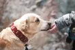 PupiLove Targi. Impreza dla miłośników psów i kotów