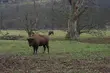 Pękło mu serce. Padł ofiarą kłusownika