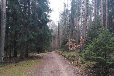 Niskie ciśnienie i dokuczliwy wiatr. Może też popadać