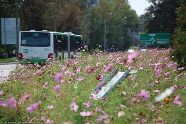Łąki kwietne. Dzięki nim Białystok miał promocję wartą 1,3 mln zł