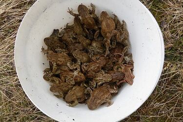 Gdzie ty żabko mkniesz? Kierowcy, zdejmijcie nogi z gazu