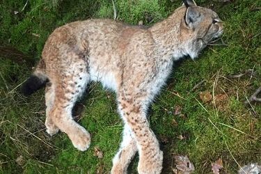 W Nadleśnictwie Dojlidy znaleziono martwego rysia