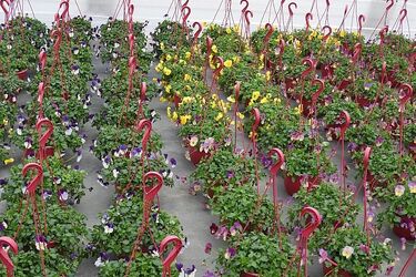 Pora na upiększanie miasta. Zieleń zaczyna budzić się do życia