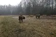Puszcza Augustowska ma nowych lokatorów