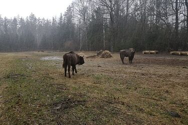 Puszcza Augustowska ma nowych lokatorów