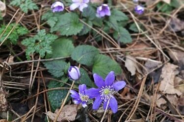 Oficjalnie mamy wiosnę. Pogoda dopisze?