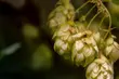 2 mln zł od producenta piwa na walkę z epidemią