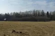 Wataha wilków upolowała młodego żubra