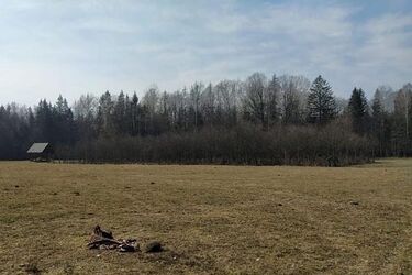 Wataha wilków upolowała młodego żubra