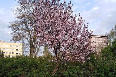 Za oknami wiosna. Temperatura rośnie