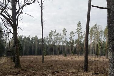 Nowe pokolenie lasu. Rośnie, dojrzewa i zmienia się na naszych oczach
