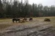 Żubry wyszły na wolność. Leśnicy będą monitorować, jak sobie radzą