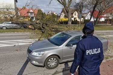 Ul. Raginisa. Drzewo spadło na samochód
