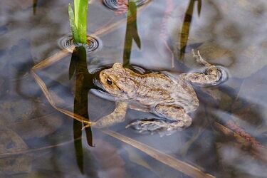Trwa coroczna akcja ochrony płazów