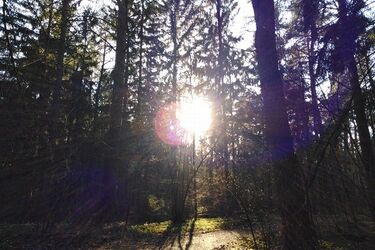 Lasy znów dostępne. W maseczce tylko na parkingu