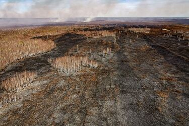 Wzrosła nagroda za wskazanie podpalacza w Biebrzańskim Parku Narodowym