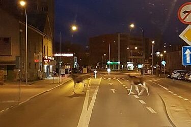 Nietypowi spacerowicze pojawili się w centrum miasta