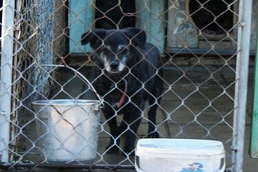 Okaż serce zwierzętom w potrzebie 