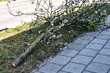 Postanowili ściąć drzewa w miejskim pasie zieleni. 