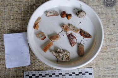 Jak można być tak bezdusznym wobec bezbronnych zwierząt?