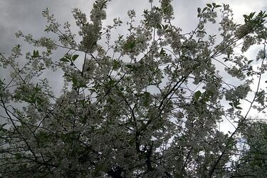 Maj kolejny raz zaskakuje. Znaczny spadek temperatury