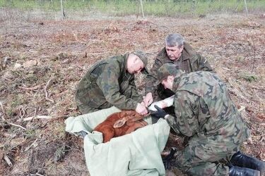 Łoś porzucony przez matkę. Parę miesięcy spędzi w rezerwacie dla zwierząt