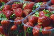 Prace sezonowe dla cudzoziemców. Przekraczanie granicy w dobie pandemii