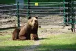 Nie żyje niedźwiedzica Joli z białostockiego Akcentu ZOO