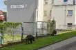 Dwa dziki w centrum Białegostoku. Zaszły na teren szkoły